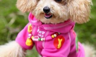 宠物情人电视剧2017