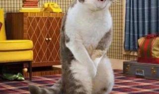 笑死人不偿命 史上最搞笑图片 搞笑视频笑死人不偿命